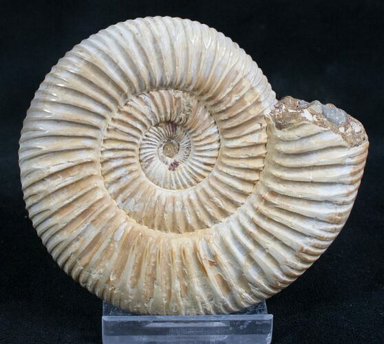 Perisphinctes Ammonite - Jurassic #7369